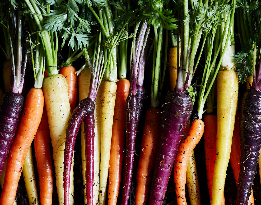 Top view of bunch of fresh organic rainbow carrots on black background representing concept of healthy food