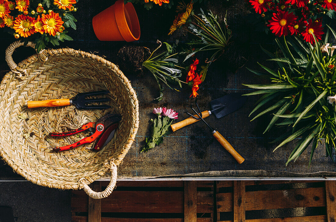 Draufsicht auf blühende bunte Margarita-Blumen auf einem Tresen mit Weidenkorb und Gartengeräten im Gewächshaus
