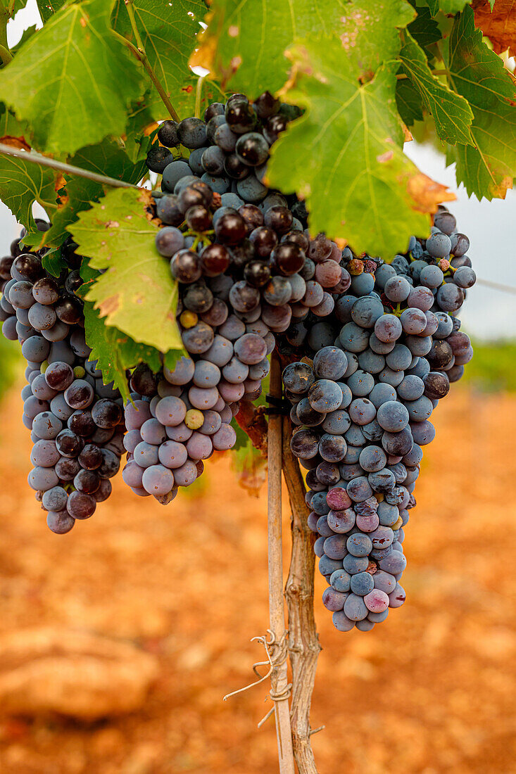 Frische Weintrauben an einer Rebe vor einem unscharfen Hintergrund eines Weinbergs an einem sonnigen Tag