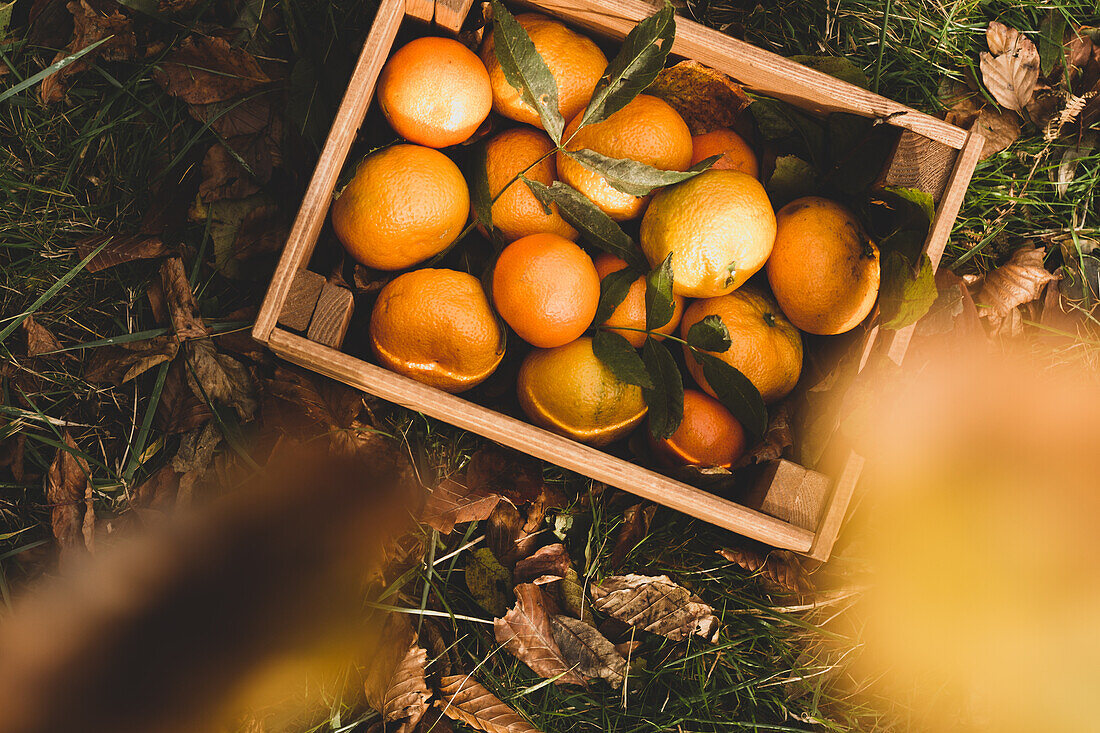 Draufsicht auf eine braune Holzkiste mit reifen, saftigen, lebhaften Orangen in einer Komposition mit grünen Blättern im Garten