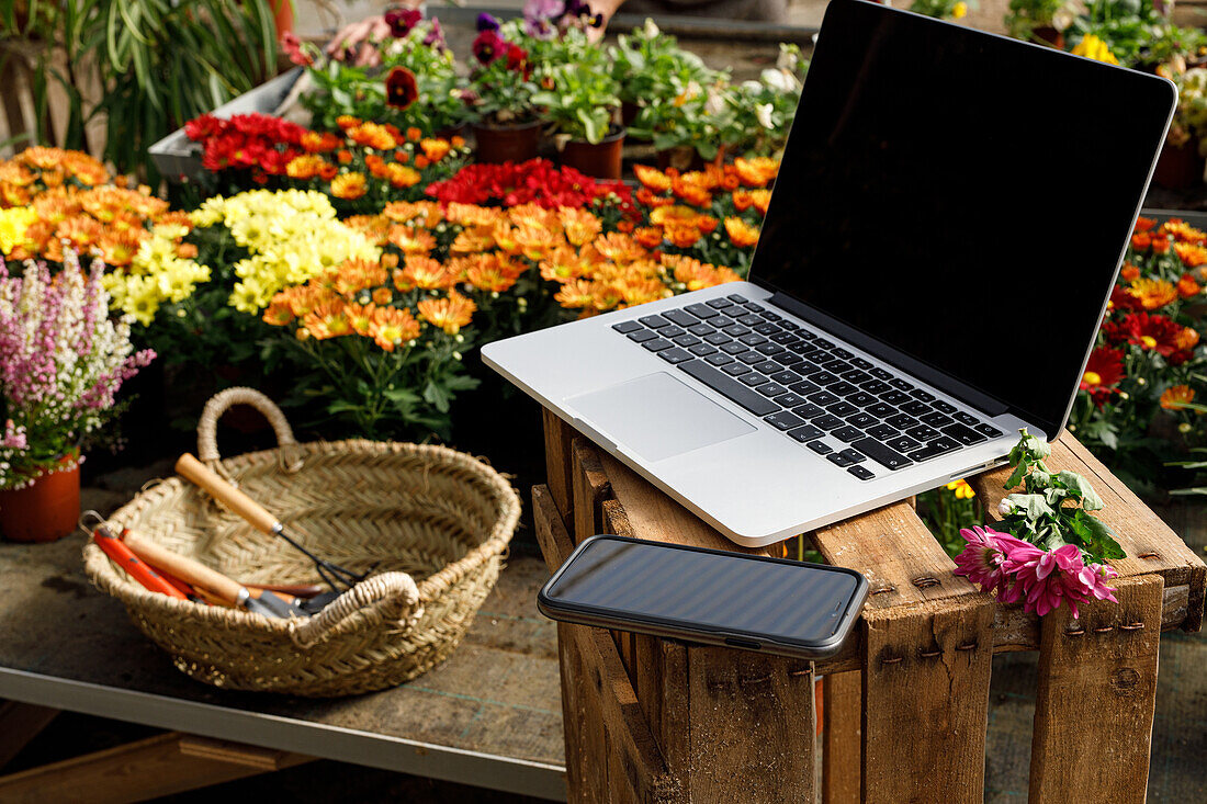 Mobiltelefon und Laptop mit leerem schwarzem Bildschirm auf einer Holzkiste neben einem Korb mit Werkzeugen in einer Blumen-Orangerie