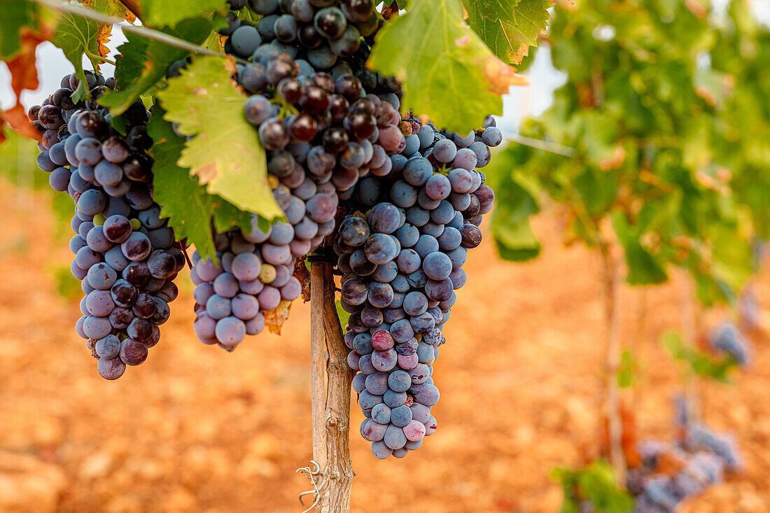 Bunches of fresh grapes growing on vine on blurred background of vineyard on sunny day