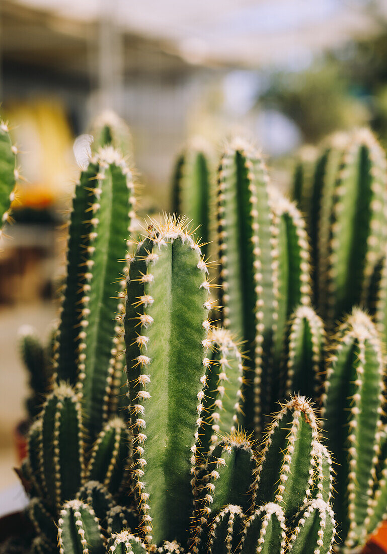 Closeup green cactuses with sharp thorns growing in pots in hothouse