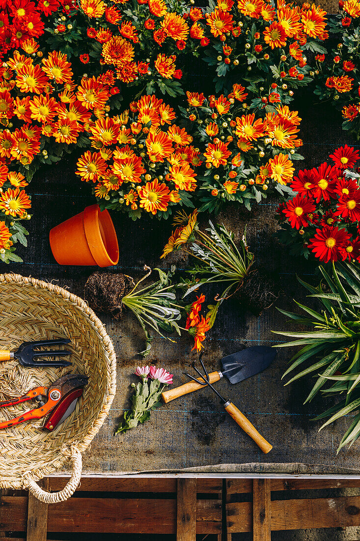 Draufsicht auf blühende bunte Margarita-Blumen auf einem Tresen mit Weidenkorb und Gartengeräten im Gewächshaus