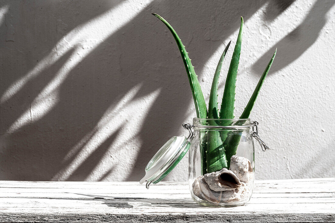 Grüne Aloe-Vera-Blätter in einem Glasgefäß mit Muscheln auf einem Tisch mit weißem Hintergrund