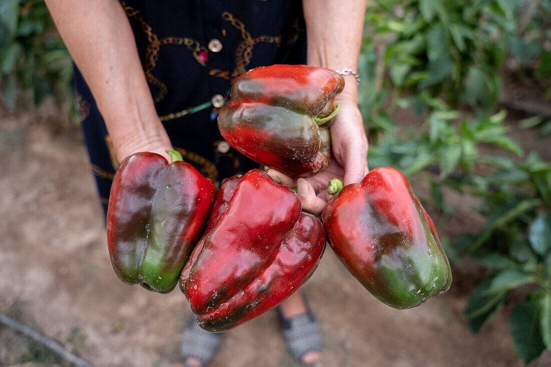 Anonymer Gärtner zeigt rote Paprika, während er an einem sonnigen Tag im Garten steht und erntet