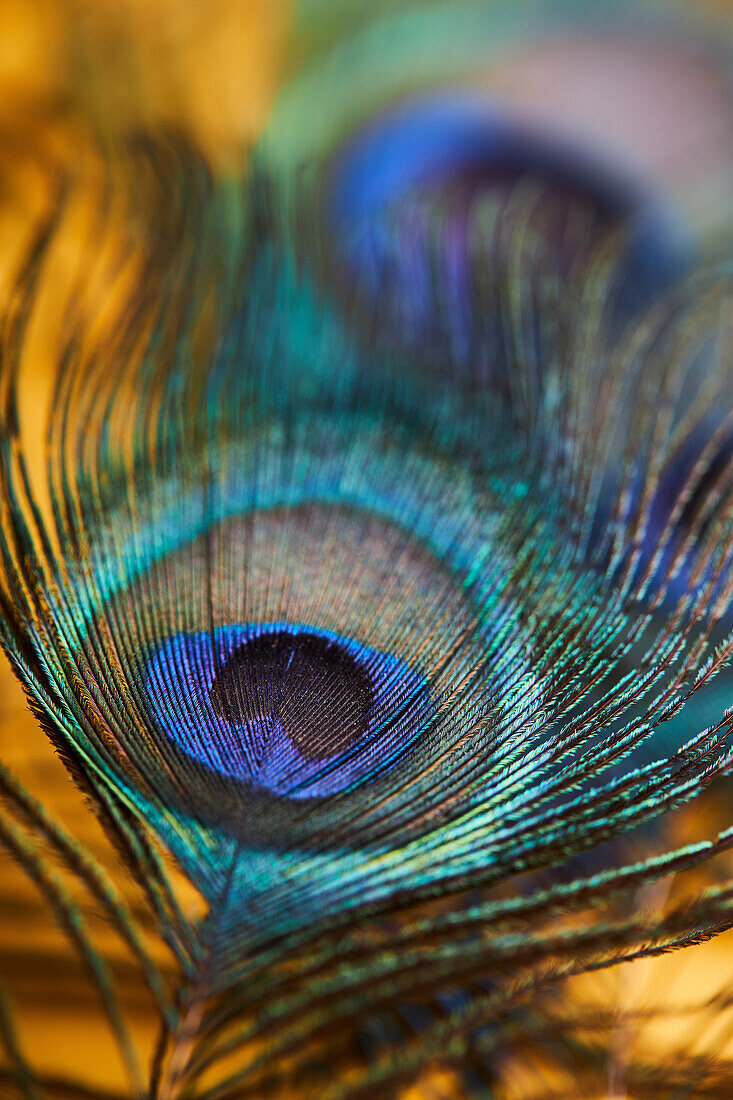 From above bright decorative exotic peacock feather with thin stems placed on yellow background in light modern studio