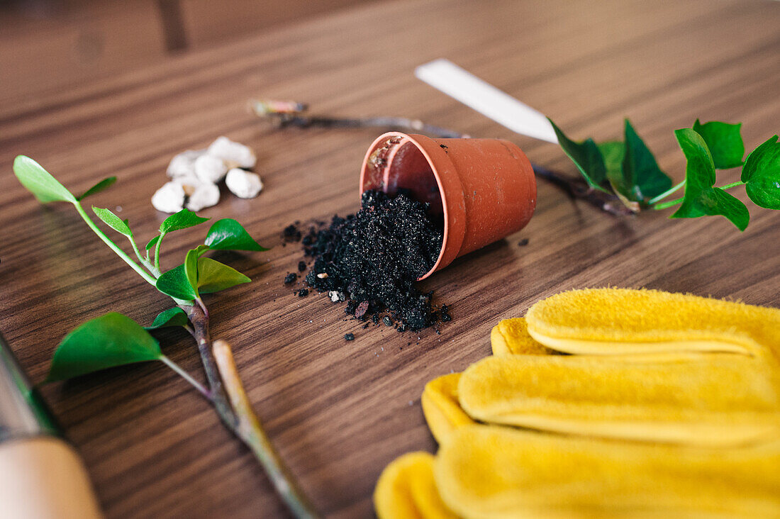 Table with gardening gloves and spilled soil from small flowerpot among tools and green twigs