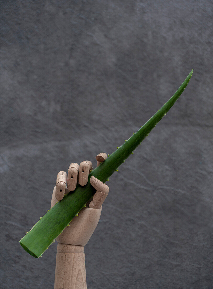 Hölzerne Hand mit grünem Aloe-Vera-Segment auf grauem Hintergrund in einem Studio
