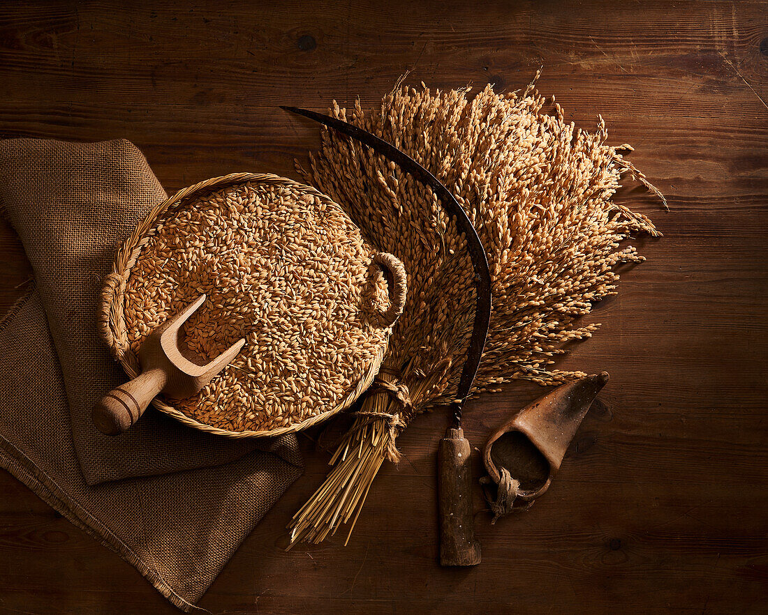 From above rustic composition of harvesting sickle on bunch of wheat ears near bowl full of golden corns on burlap on wooden table