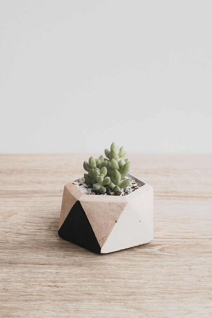 From above of delicate donkey tail succulent plant growing in small geometric shaped pot placed on wooden table in daylight