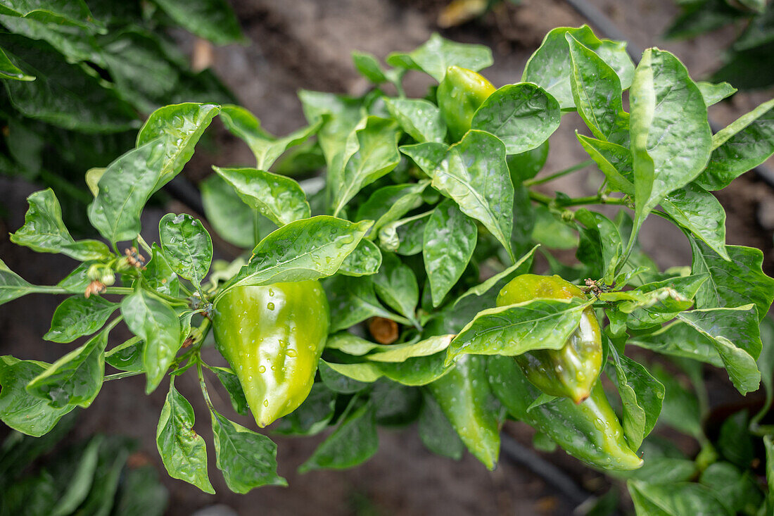 Draufsicht auf reife grüne Paprika mit Blättern, die auf dem Boden einer landwirtschaftlichen Plantage an einem Sommertag während der Erntezeit wachsen