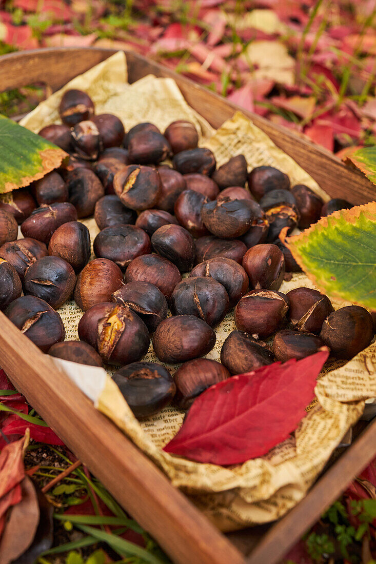 From above pile of fresh baked chestnuts on wooden tray near dry leaves on soil in autumn forest