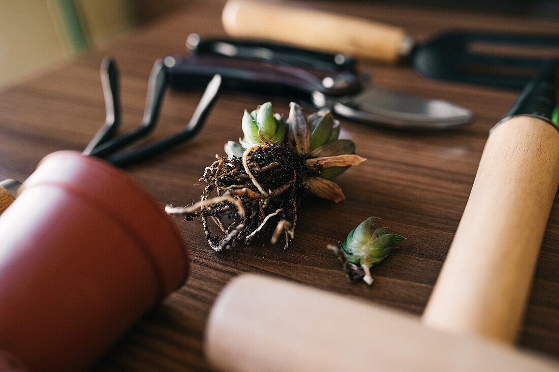 Nahaufnahme einer Sukkulente mit schmutzigen Wurzeln, die auf einem Tisch neben verschiedenen Gartengeräten steht