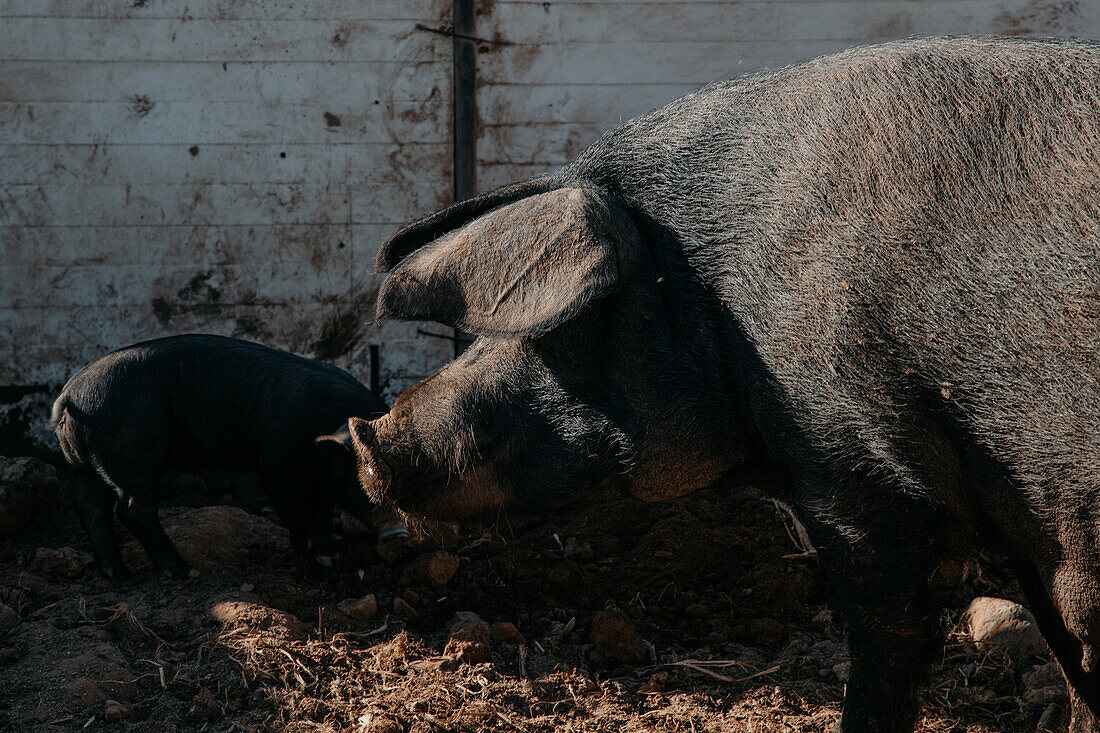 Seitenansicht eines großen schwarzen Schweins mit Ferkeln, die auf einer Koppel auf dem Acker grasen