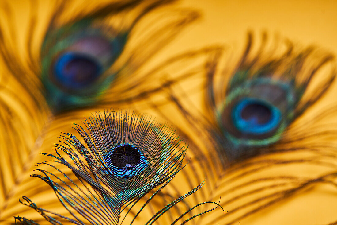 Soft focus of various bright decorative exotic peacock feathers with thin stems placed on yellow background in light modern studio