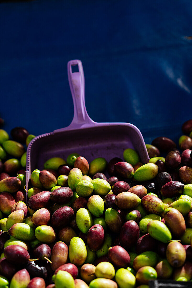 Pile of colorful ripe olives stacked together with purple scoop on local market stall during harvesting season on summer day