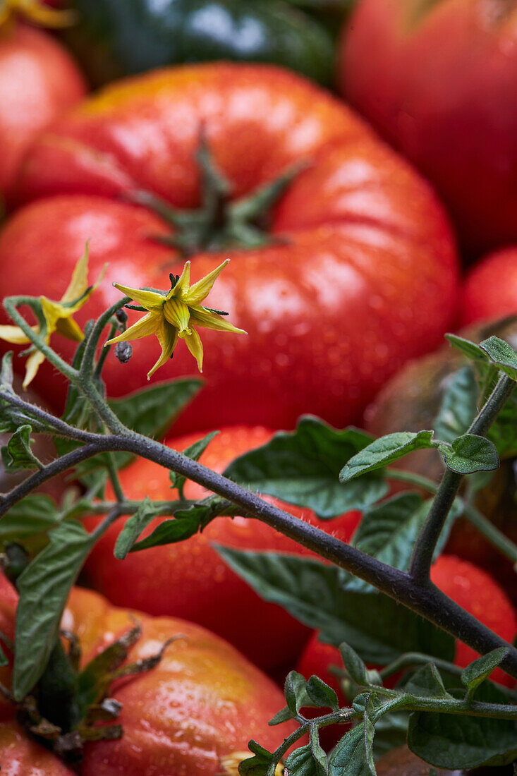From above of appetizing fresh ripe tomatoes with drops of water near branch with green leaves