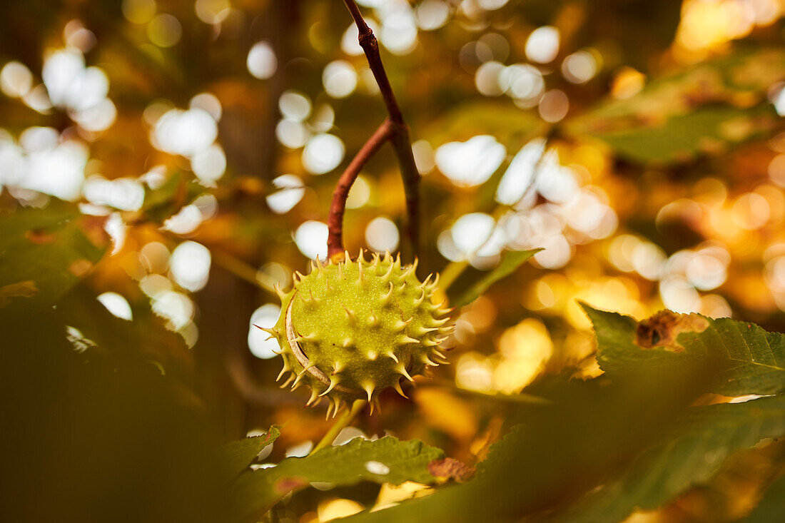 Von unten Kastanienbaum mit grünen Blättern an einem Herbsttag