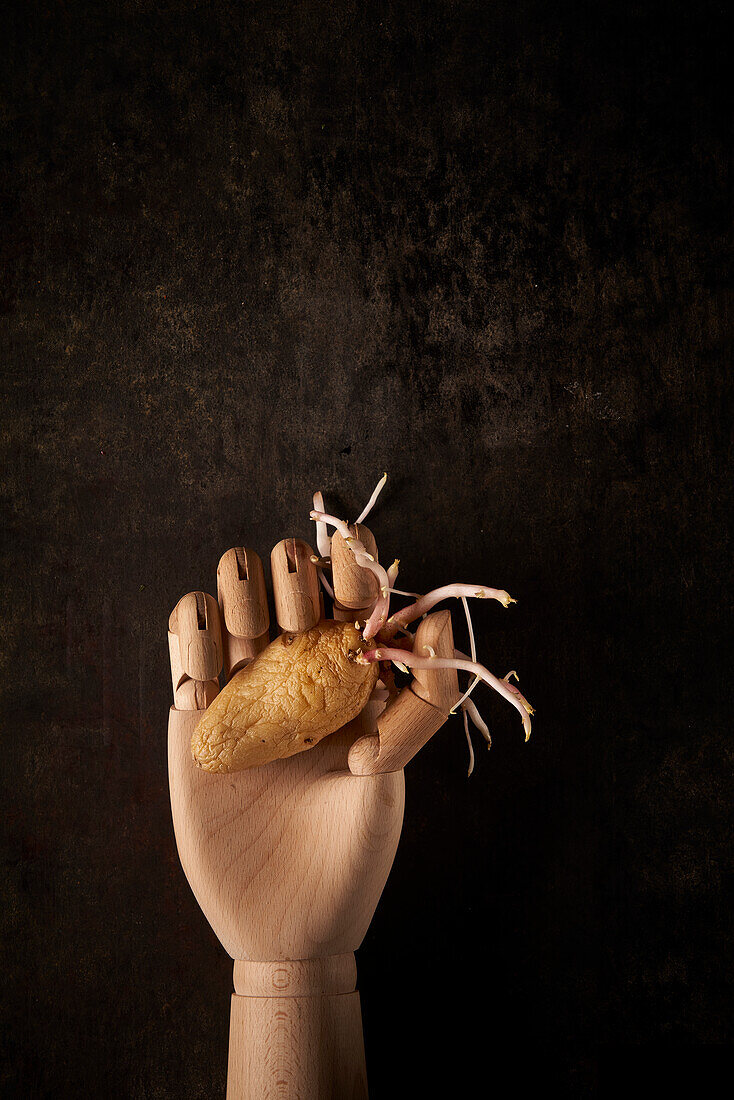 Top view composition with old potato tuber with germinating sprouts in artificial wooden hand against black background