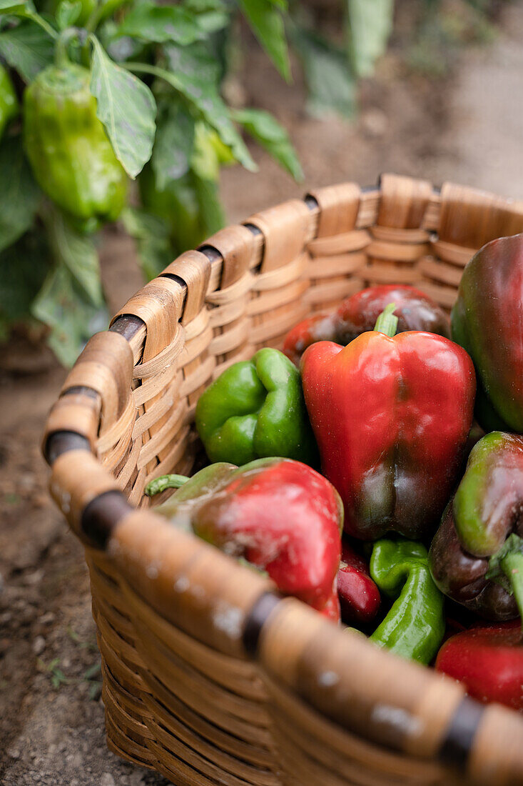 Wicker basket full of colorful ripe bell peppers placed on soil near green plants in garden on summer day in countryside
