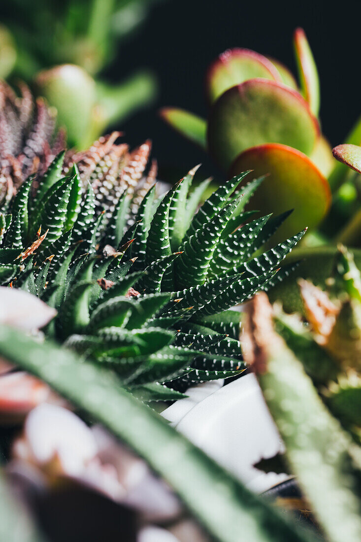 Grüne und rote Haworthia-Pflanze mit Blättern und weißen Tupfen an einem dunklen Ort