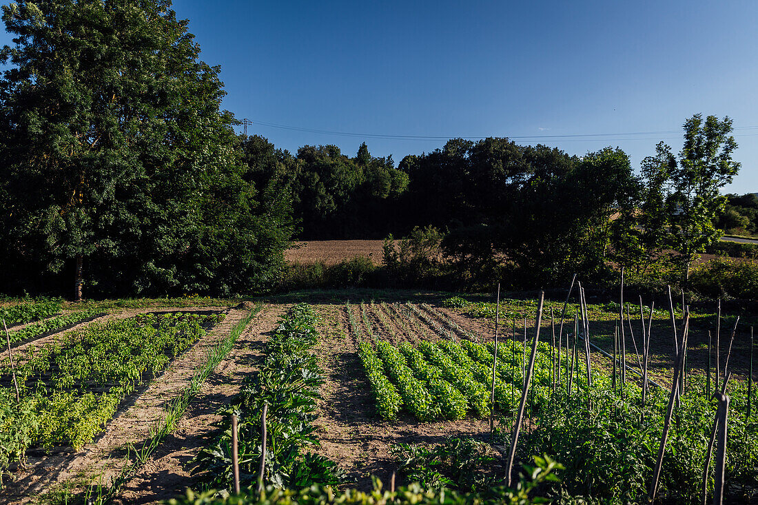 Garden beds with assorted green plants growing on soil in botanical garden in countryside with construction on sunny summer day