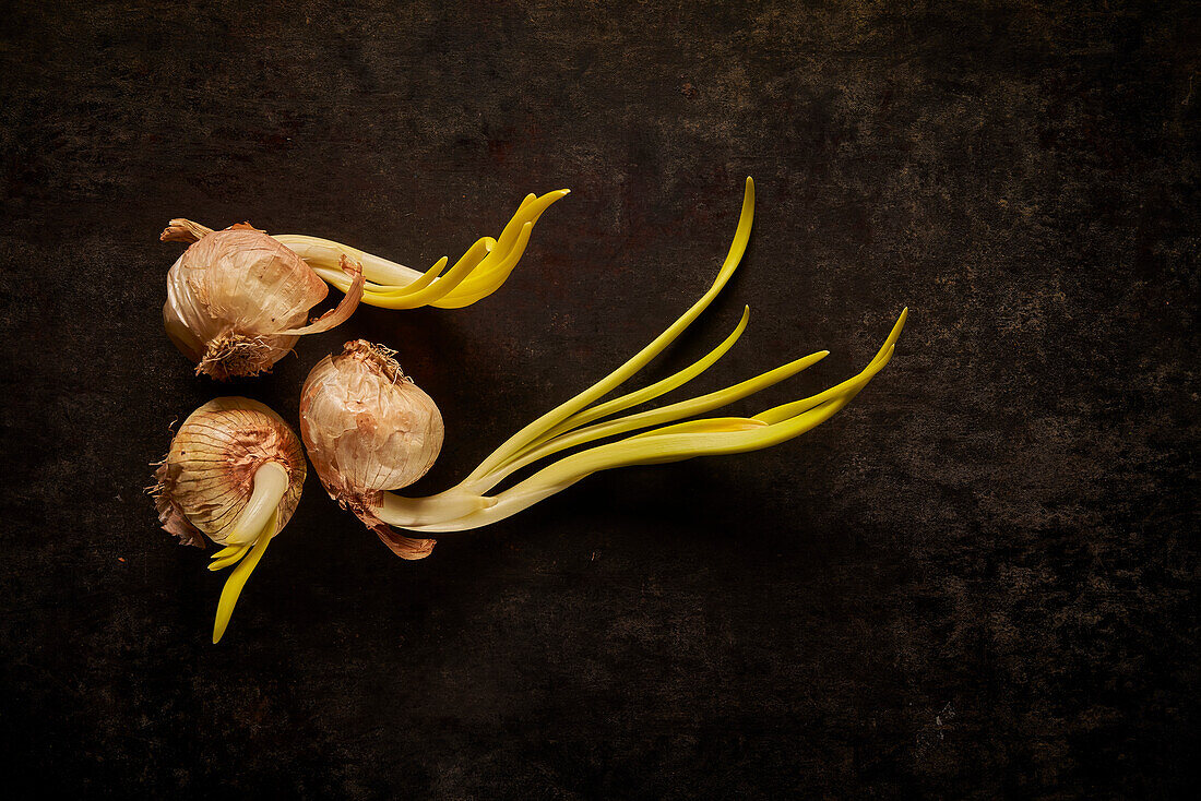 Top view layout of old onion bulbs with green sprouts placed together on black surface