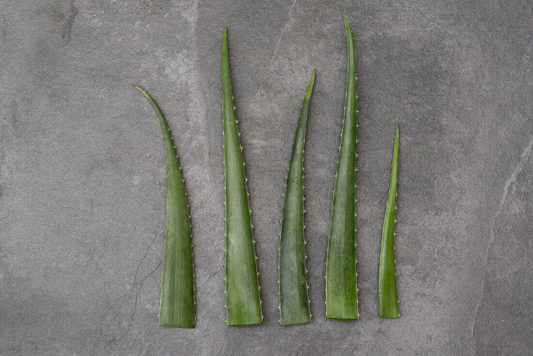 From above of green aloe vera leaves placed in row on gray table in studio