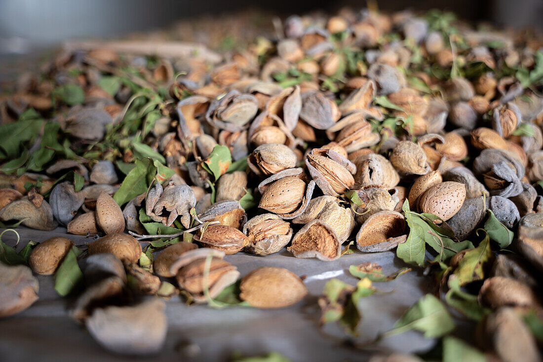 Bunch of fresh ripe almonds with cracked open shells and green leaves scattered on fabric in countryside during harvest season