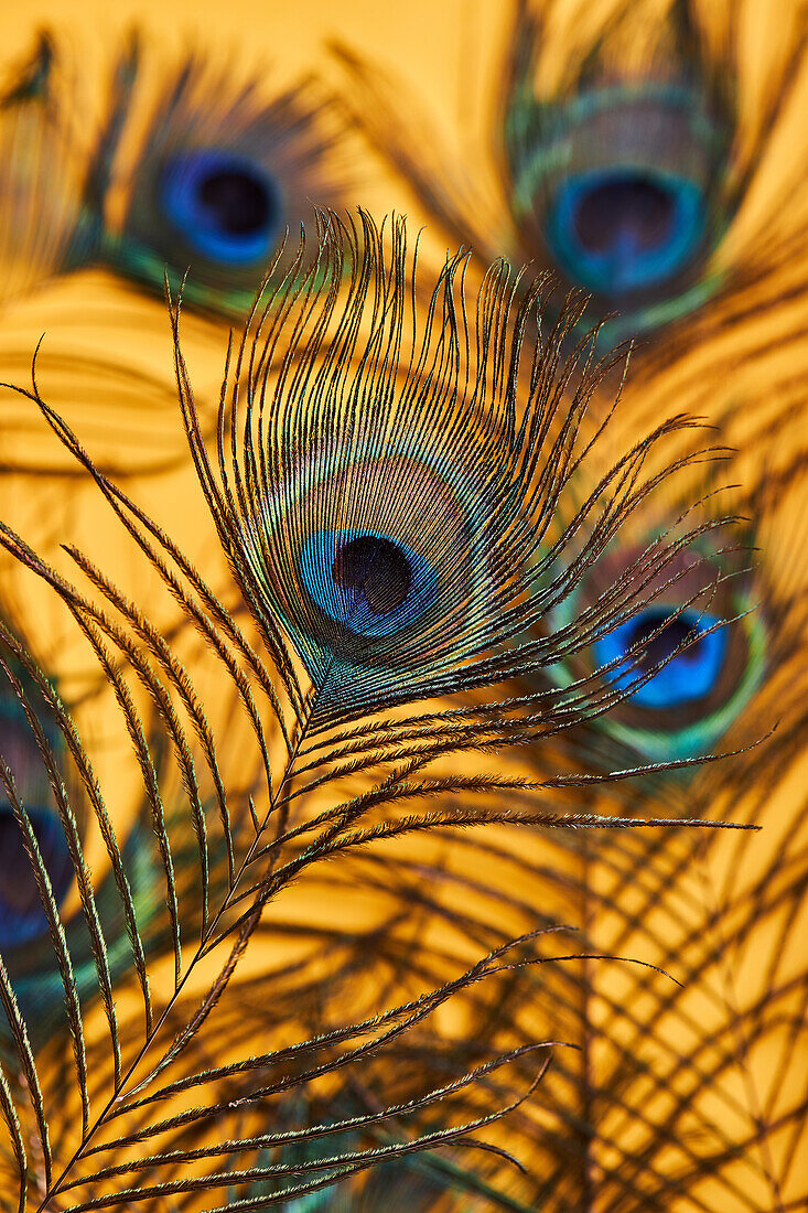Soft focus of various bright decorative exotic peacock feathers with thin stems placed on yellow background in light modern studio