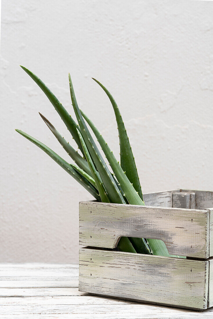 Grüne Aloe-Vera-Blätter in einem Holzbehälter auf einem Tisch mit weißem Hintergrund