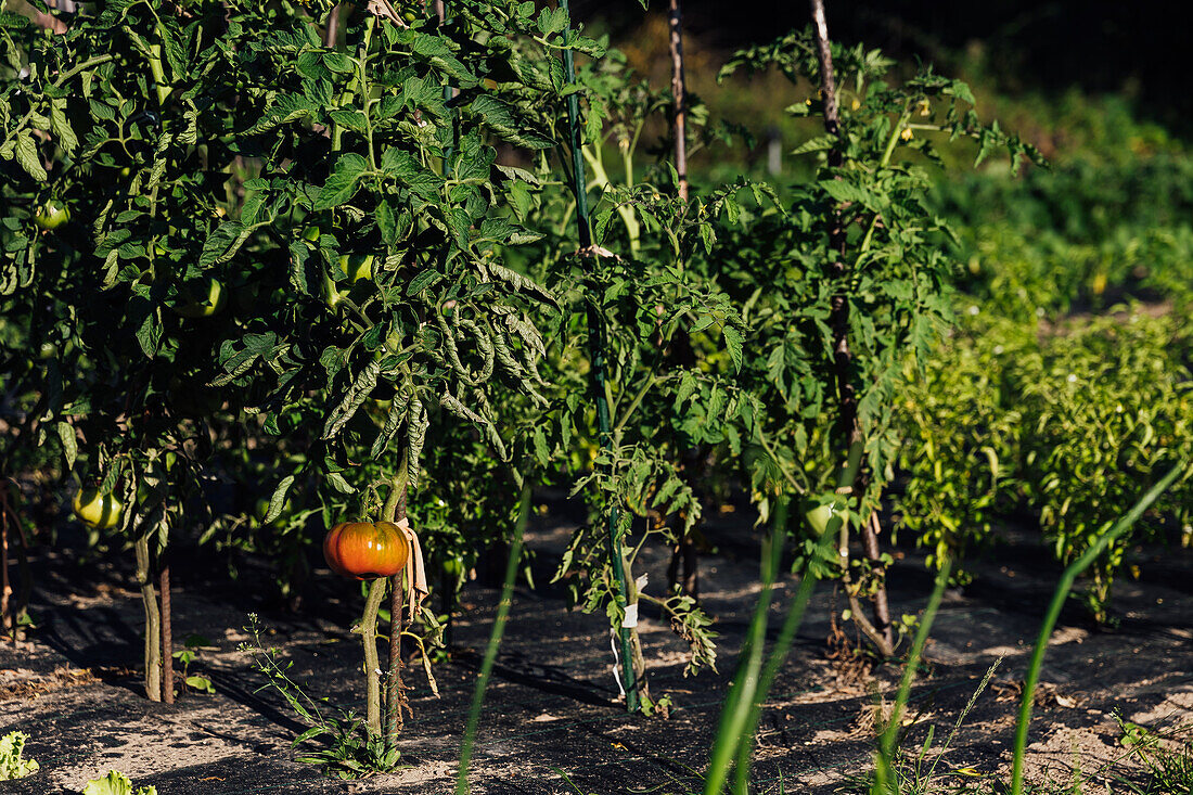Rote Tomate aus grünen Setzlingen, die auf dem Boden einer landwirtschaftlichen Plantage auf dem Lande an einem Sommertag wachsen