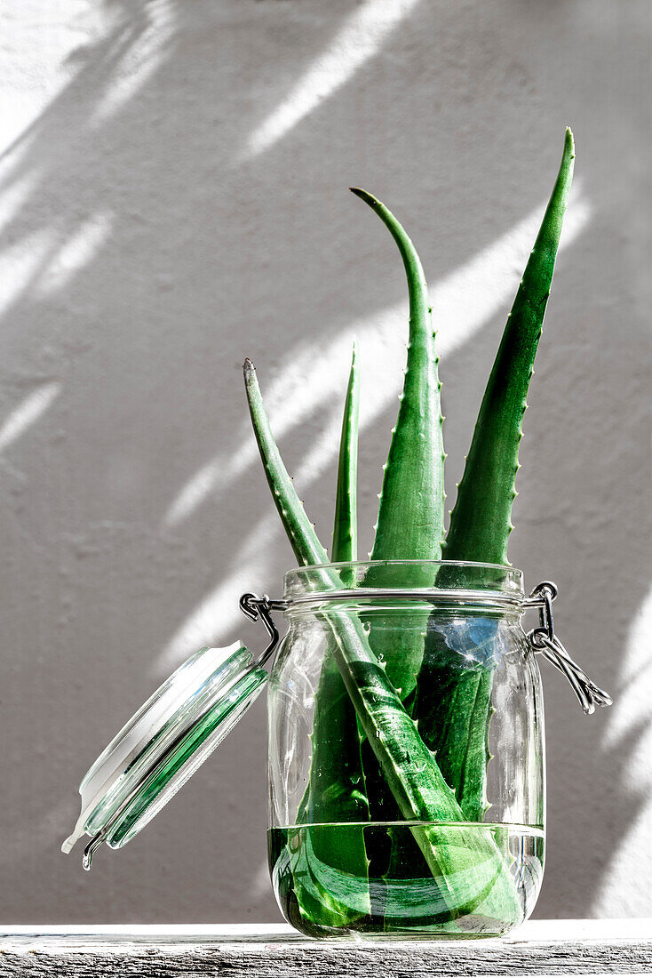 Green aloe vera leaves placed in glass jar with water on table on white background