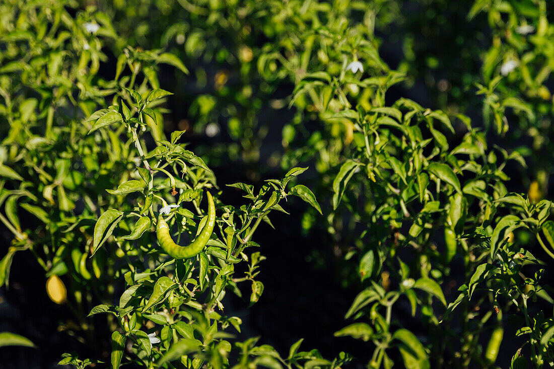 Grüne Blätter von Setzlingen mit Paprika, die in Reihen unter Sonnenlicht auf einer landwirtschaftlichen Plantage auf dem Lande an einem sonnigen Sommertag wachsen