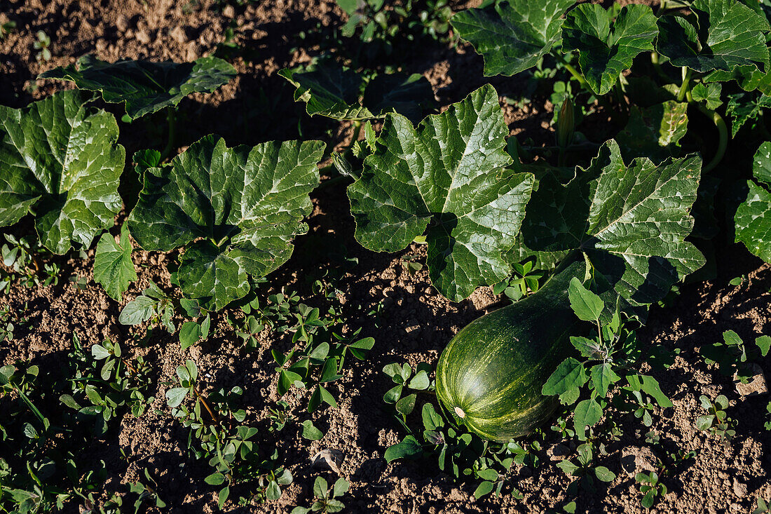 Top view of ripe watermelon near green leaves placed on soil under bright sunlight in botanical garden during harvesting season