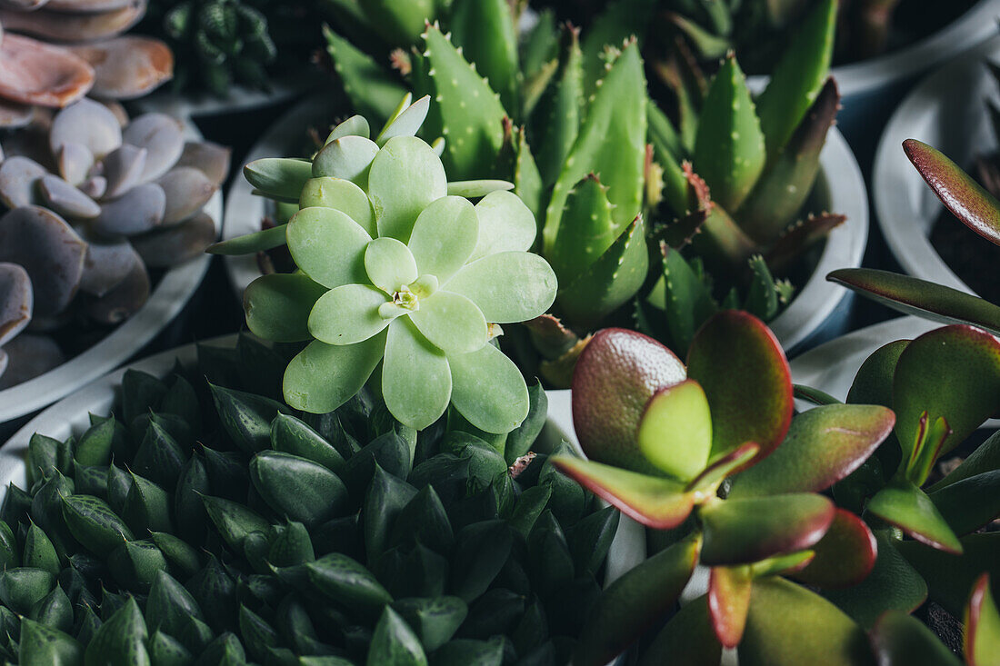 Top view of various types of succulent plants placed in pots on wooden table in light place