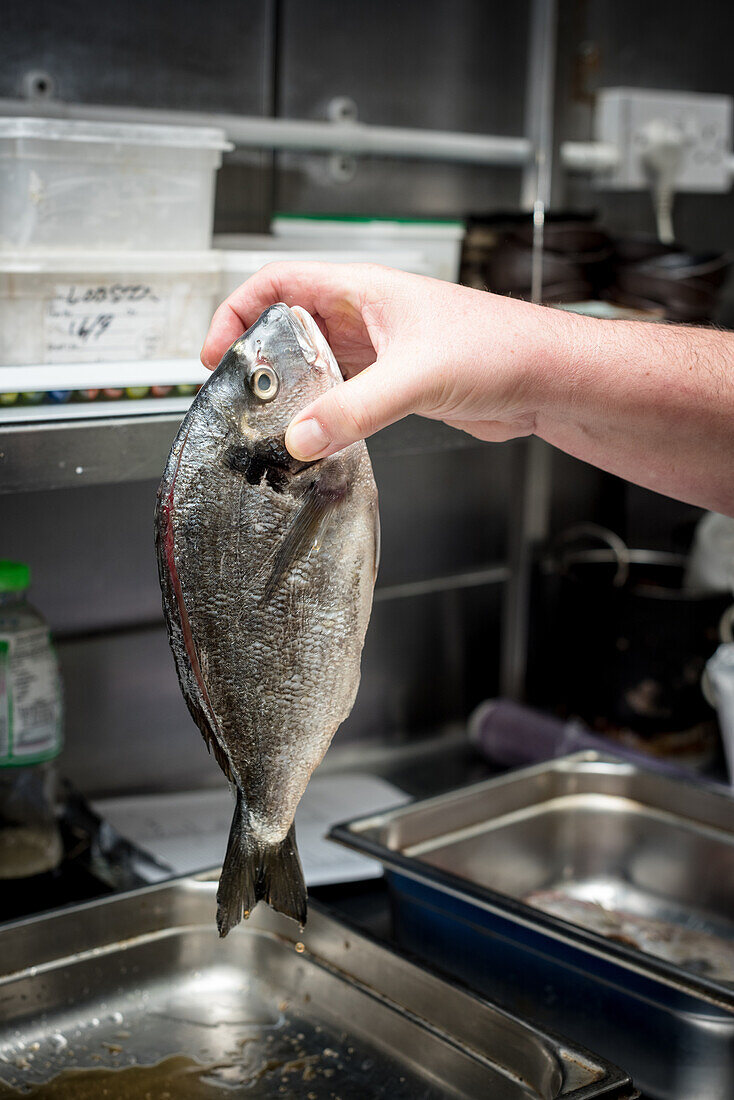 Anonymer Koch steht mit frischem Goldbrassenfisch in der Küche eines Restaurants