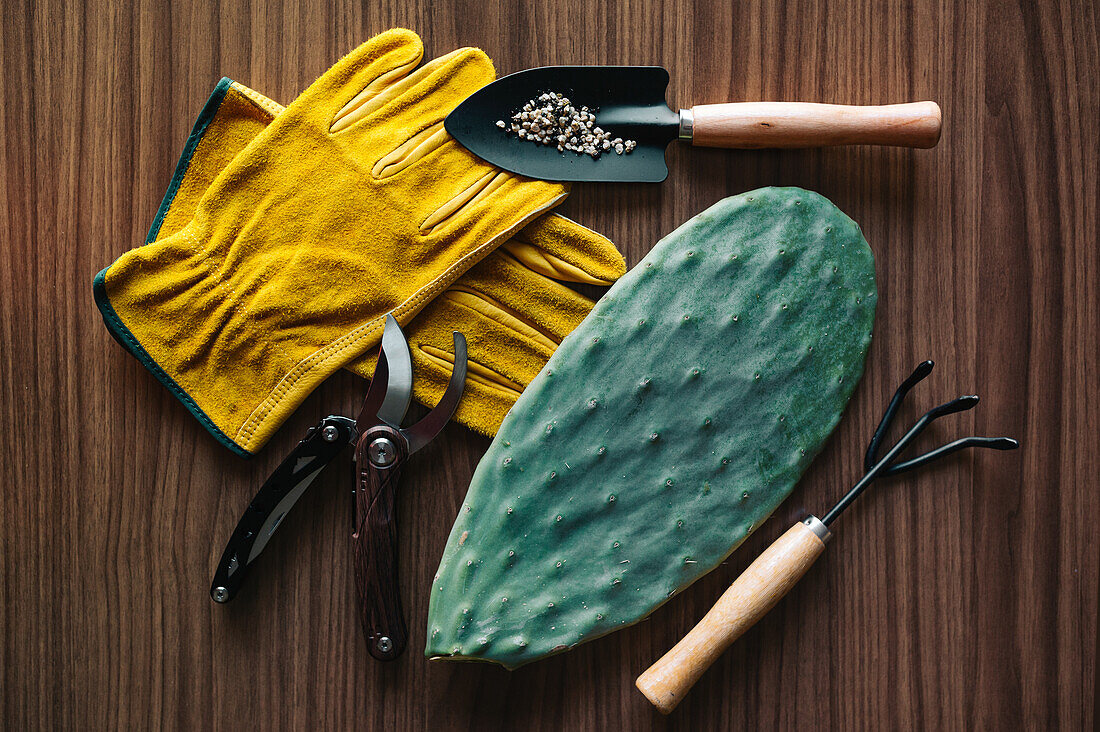 Top view of cactus seedling placed near various gardening tool on wooden table