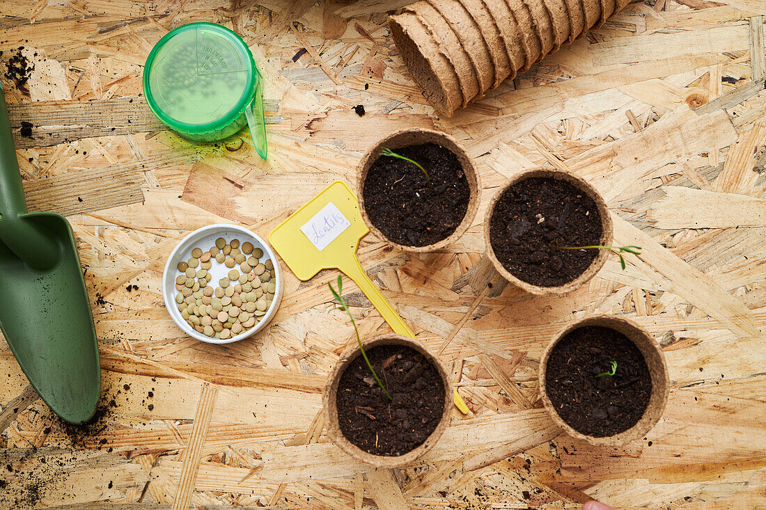 Top view of cardboard cups with seedlings growing in soil against fertilizer and gardening trowel on table