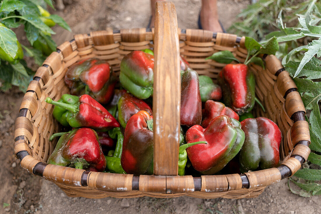 Wicker basket full of colorful ripe bell peppers placed on soil near green plants in garden on summer day in countryside