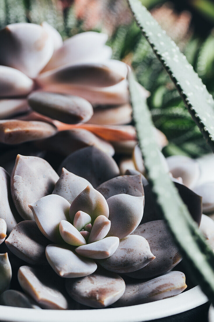 Kleine grüne sukkulente Echeveria Elegants-Topfpflanze auf einer Holzfläche an einem hellen Ort