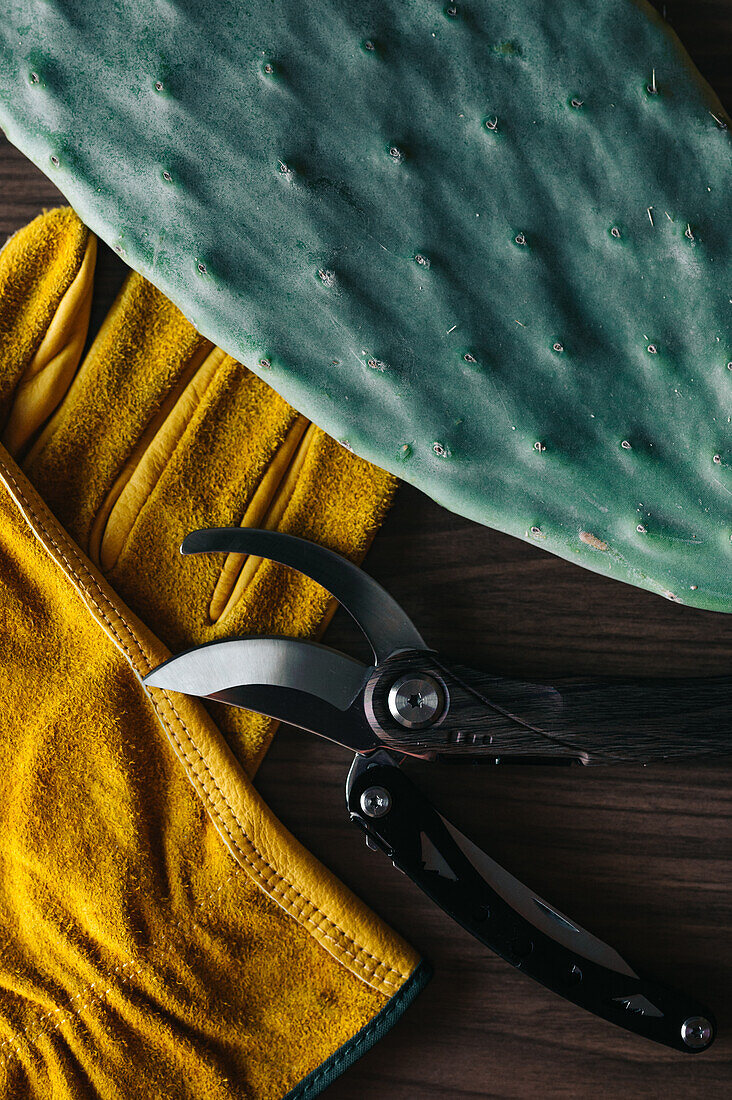 Top view of protective gloves and pruner placed near cactus on wooden table