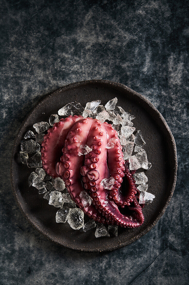 Von oben köstlicher, appetitlich gekochter Oktopus auf rundem Keramikteller mit Eiswürfeln
