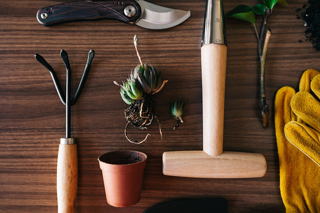 Flat lay of small home gardening instruments with gloves and flowerpot with plants on wooden table