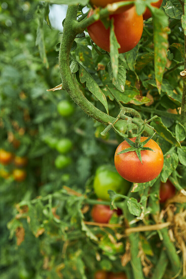 Rote reife Tomate auf einem Zweig in einem grünen Garten in der Sommersaison auf dem Land