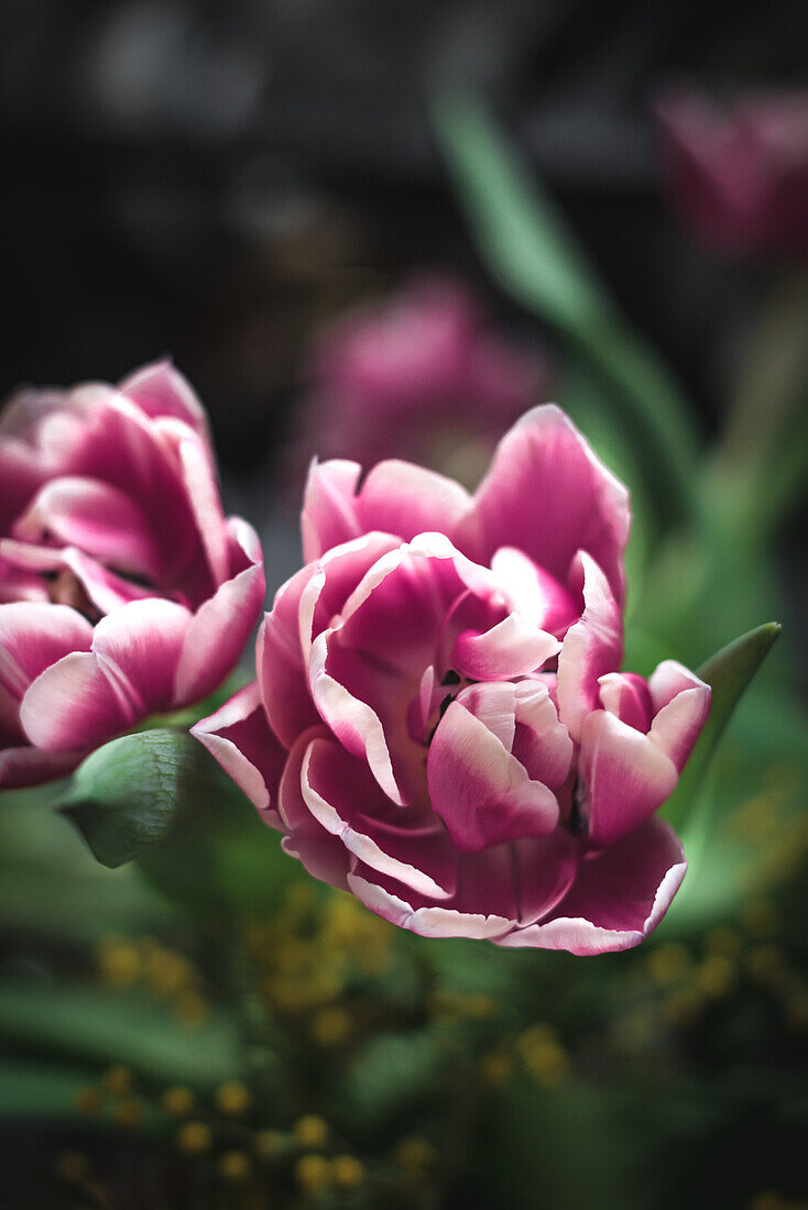 Close up of blossoming pink flowers with gentle petals and green leaves