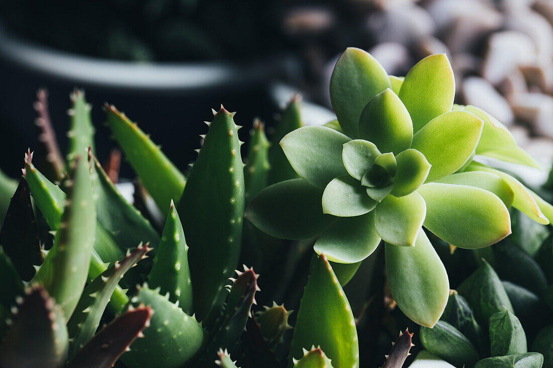 Top view of various types of succulent plants placed in pots on wooden table in light place