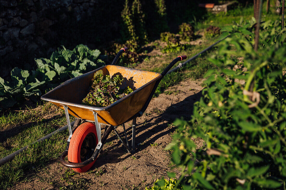Wheelbarrow with lettuce placed near rows of green plants growing in agricultural plantation on sunny summer day in countryside