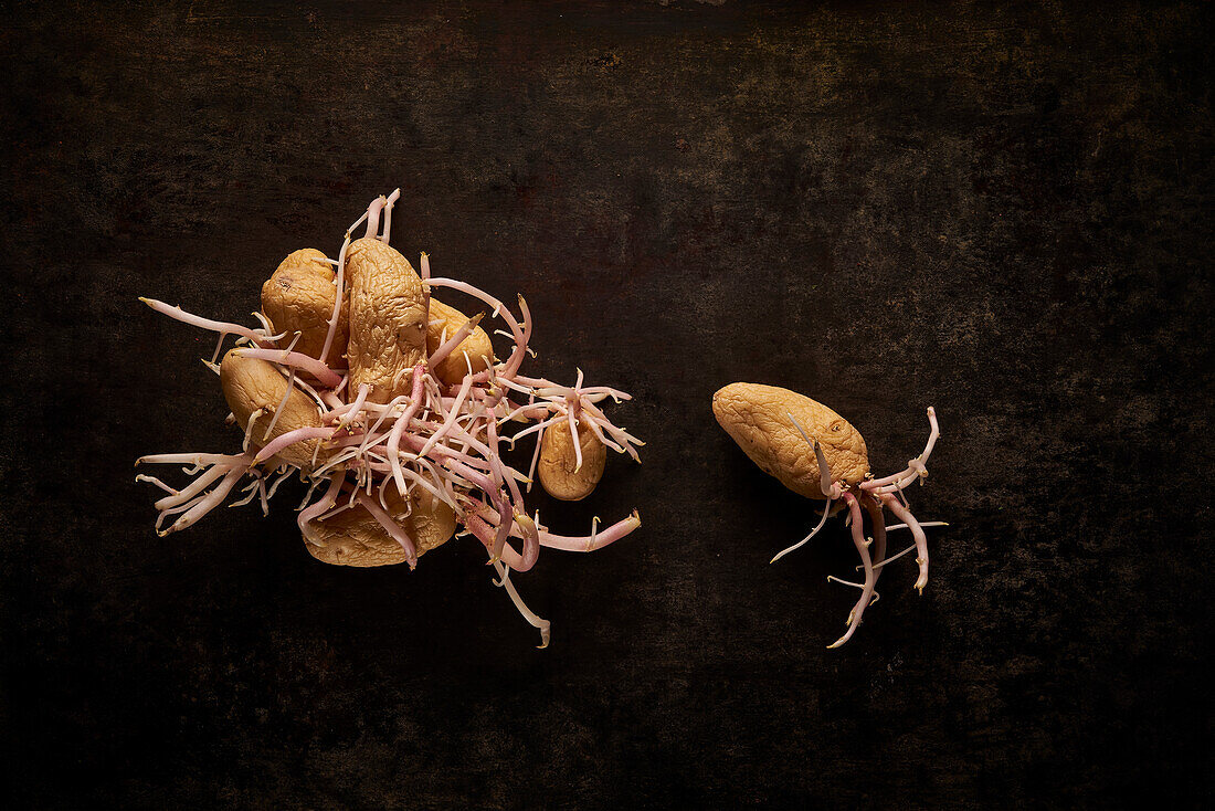 Top view composition of pile of old potatoes with germinating sprouts placed on black background